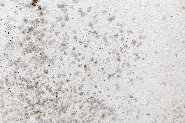 Best Indoor Air Quality Assessment  in Whitmire, SC