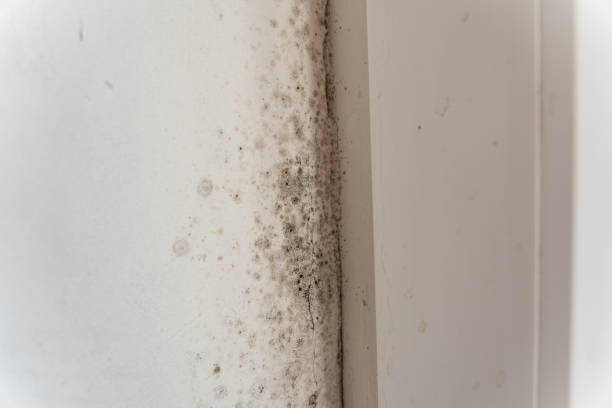 Best Post-Remediation Verification Testing  in Whitmire, SC